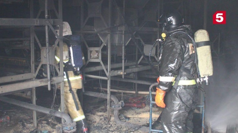 Более 140 тысяч цыплят сгорели в результате пожара в Новгородской области