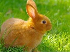 К чему снится рыжий кролик