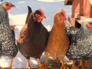 Продажа кур оптом