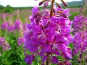 Забытые традиции чаепития – Иван-чай