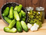 Как солить огурцы на зиму в банках