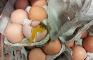 К чему снятся тухлые яйца