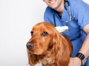 Чипирование животных: цели и особенности выполнения процедуры