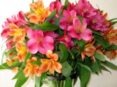 Цветы. Строим и не только