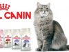 Корм Royal Canin: разновидности и описание. Какой корм Royal Canin подойдет Вашему питомцу?