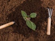 Как правильно выбрать саженцы плодовых деревьев