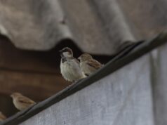 Сон о птице за окном