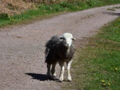 Как привлечь внимание Овна