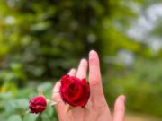 Роза с шипами: символ любви и терпения