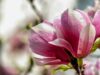Магнолия: значение в языке цветов